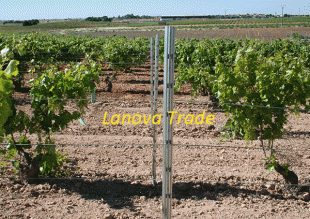 vineyard post - 003