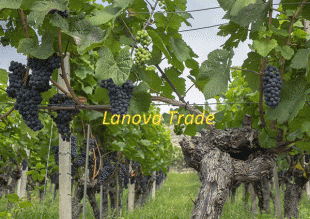 vineyard fence - 007