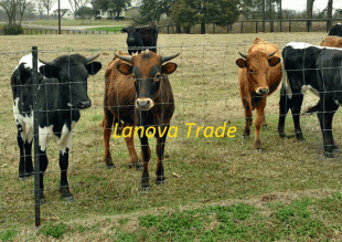 cattle fence - 004