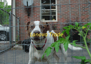 dog fence - 003